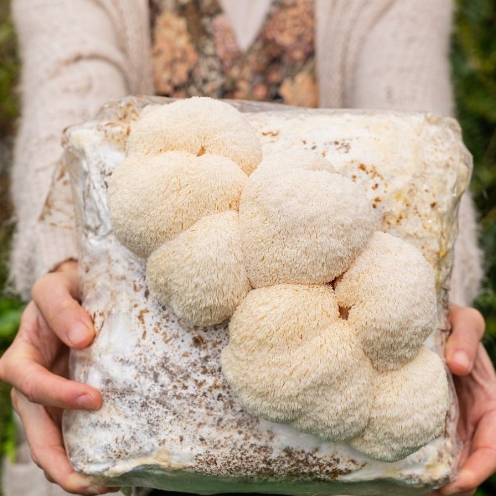 4 Pack - Lion's Mane, Gold, Pink, and Blue Oyster Mushroom Grow Kit Fruiting Blocks